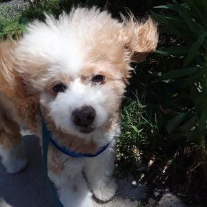 Meet your Posher, Francis